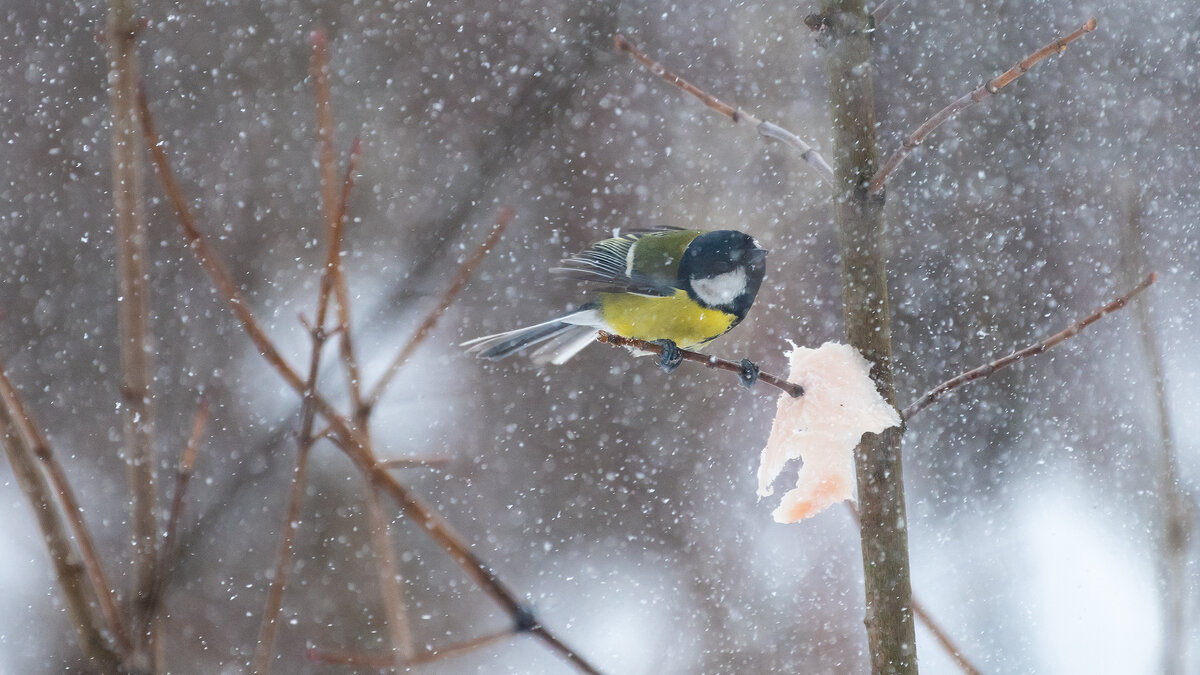 Синицы. Зима - Владимир Лазарев Синицы. Зима - Владимир Лазарев
