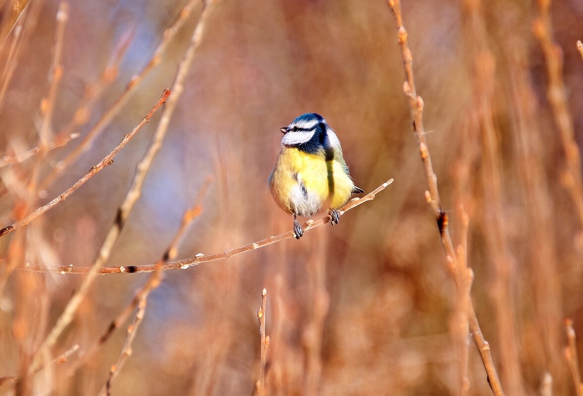Птичка-невеличка - Валерий Иванович Птичка-невеличка - Валерий Иванович