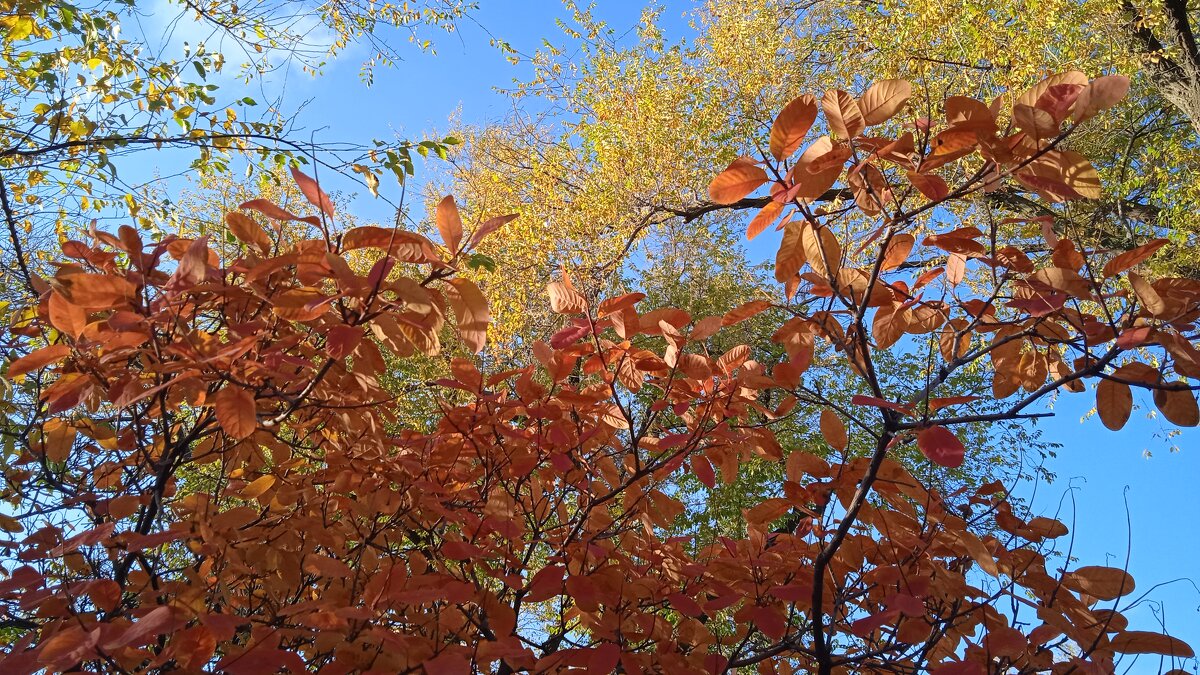 прекрасный октябрь - Елена Шаламова