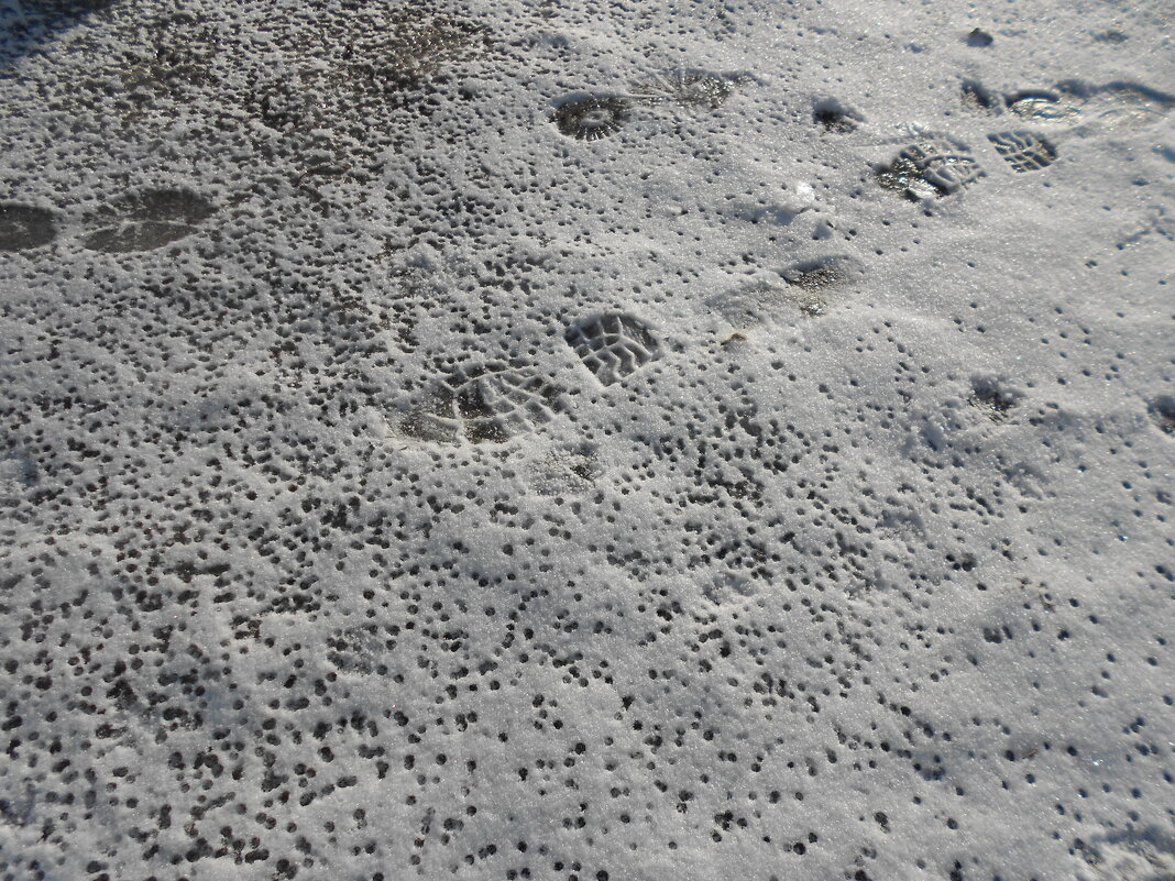 январские следы - Елена Шаламова январские следы - Елена Шаламова