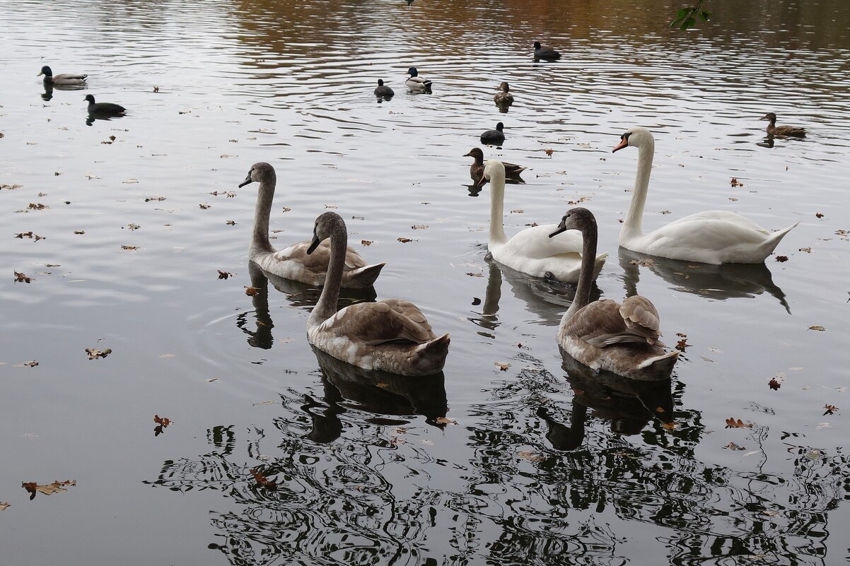 Лебеди в городском парке - Рита Симонова Лебеди в городском парке - Рита Симонова