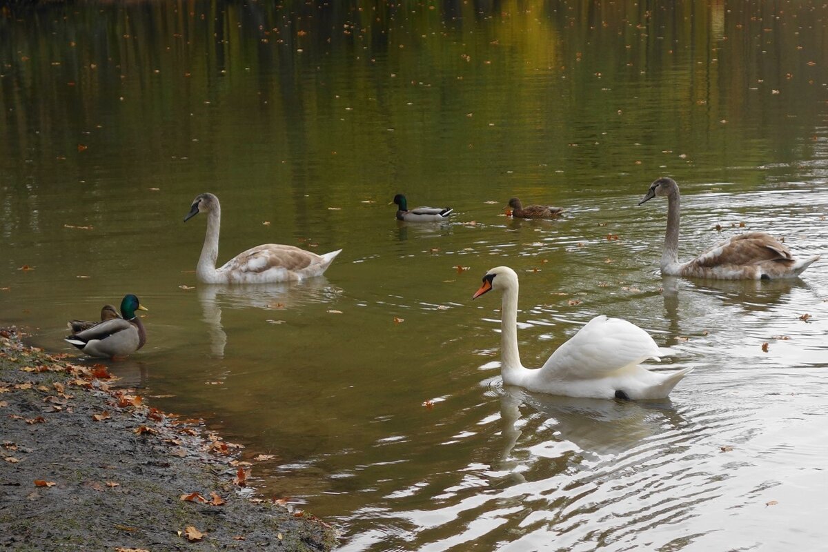 Лебеди в городском парке - Рита Симонова Лебеди в городском парке - Рита Симонова