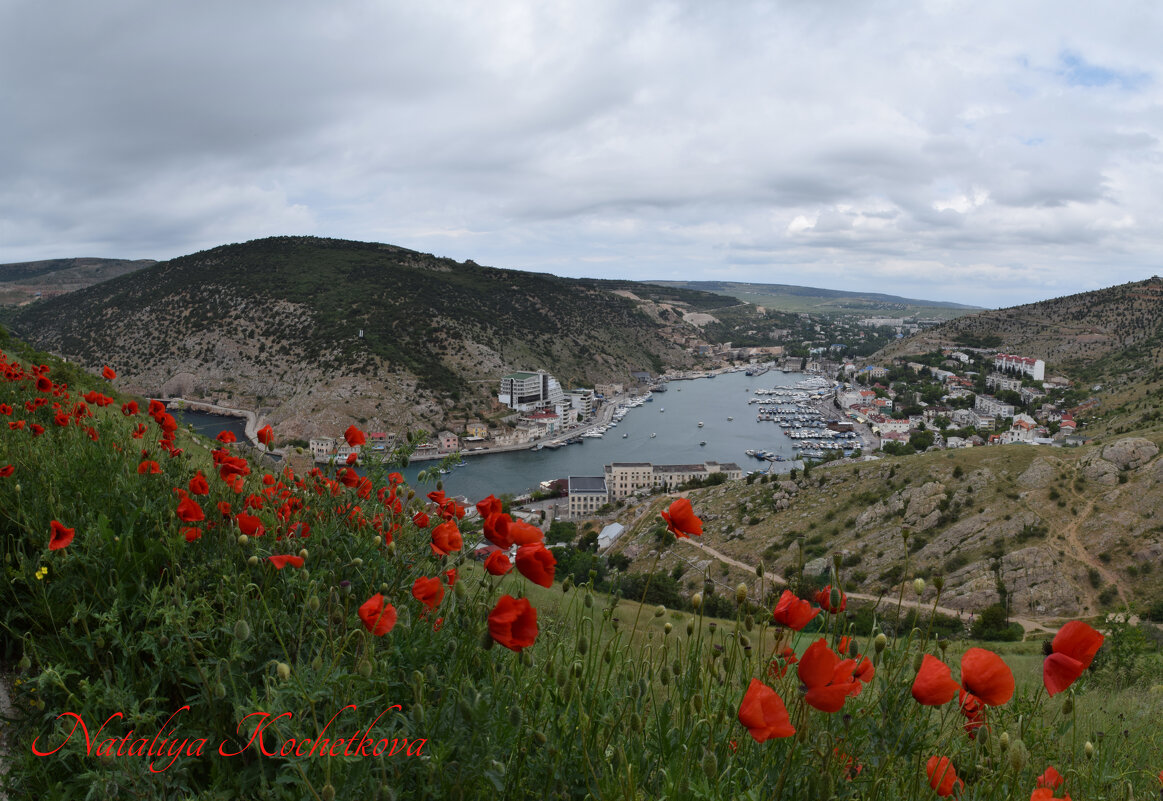 Природа Крыма - Amazing Cosmea