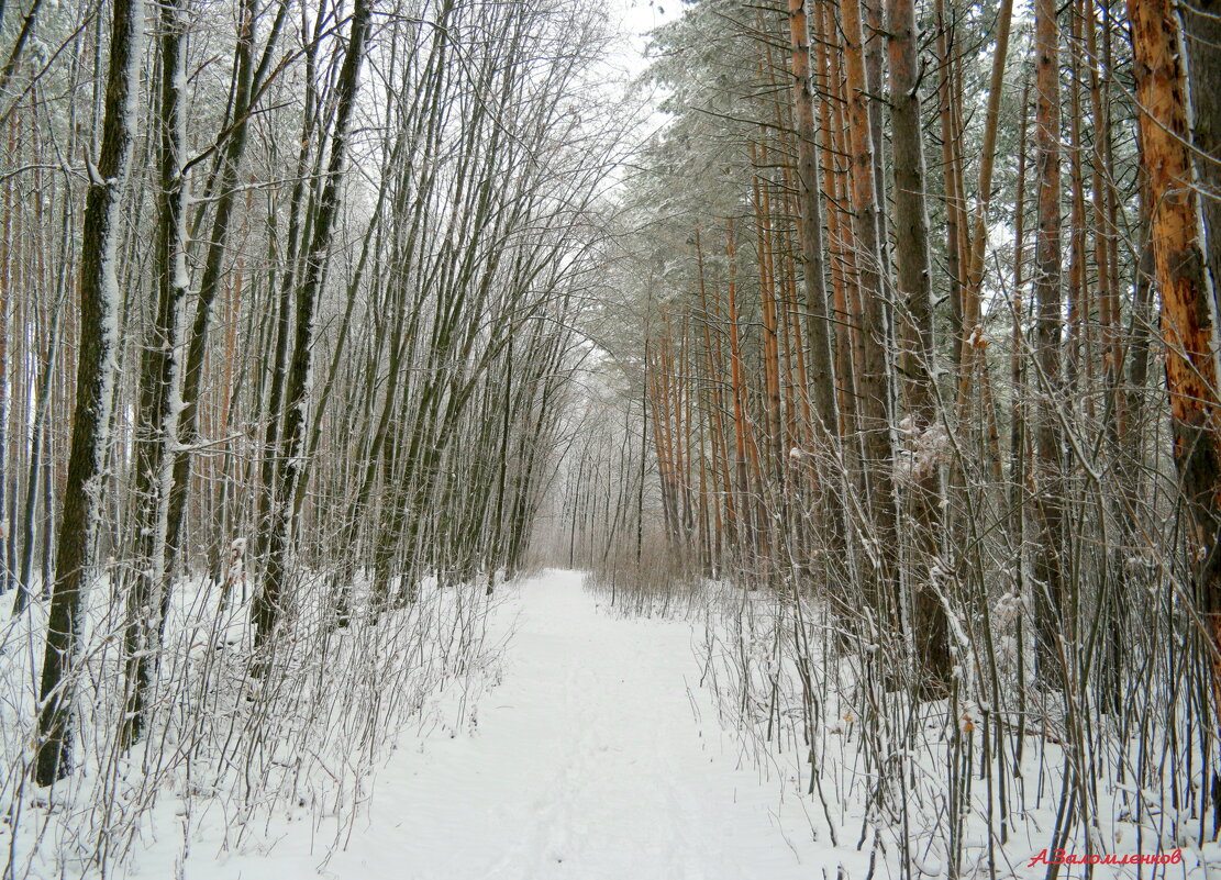 Зима как всегда пришла неожиданно... - Андрей Заломленков Зима как всегда пришла неожиданно... - Андрей Заломленков