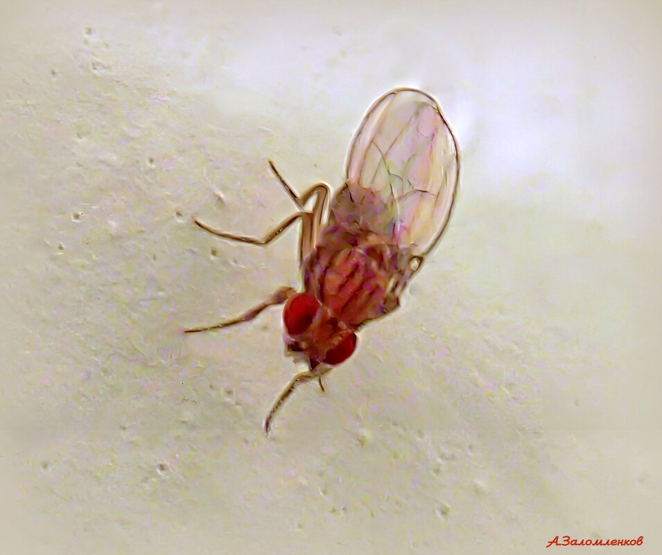 Вопрос: откуда дрозофилы берутся зимой?  :-) - Андрей Заломленков