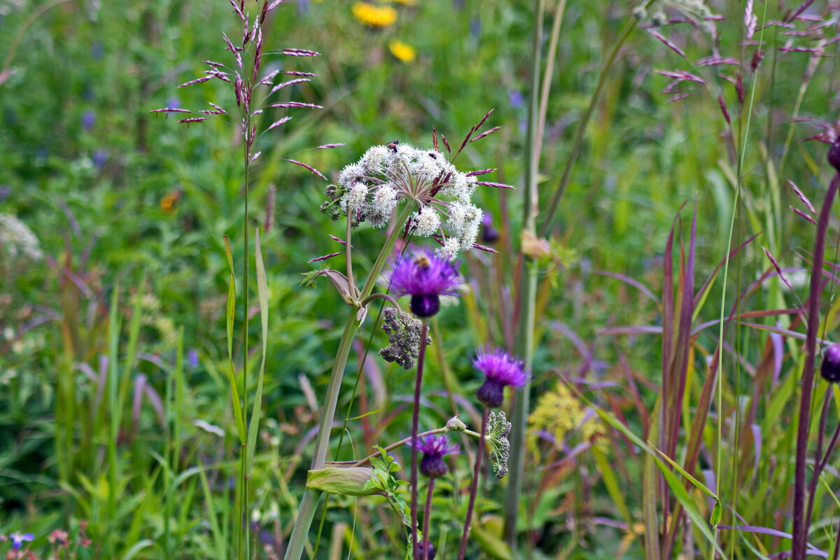 Травы. - ВикТор Быстров Травы. - ВикТор Быстров