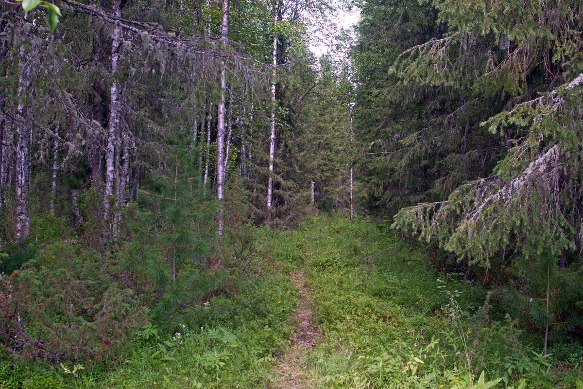Лес у стоянки. - ВикТор Быстров Лес у стоянки. - ВикТор Быстров