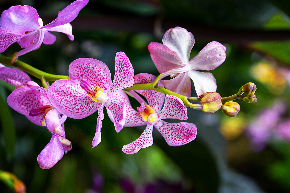 орхидея - alex graf