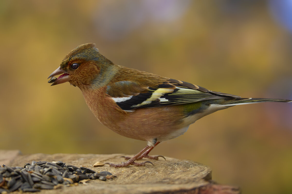 Зяблик... - Александр Посошенко Зяблик... - Александр Посошенко
