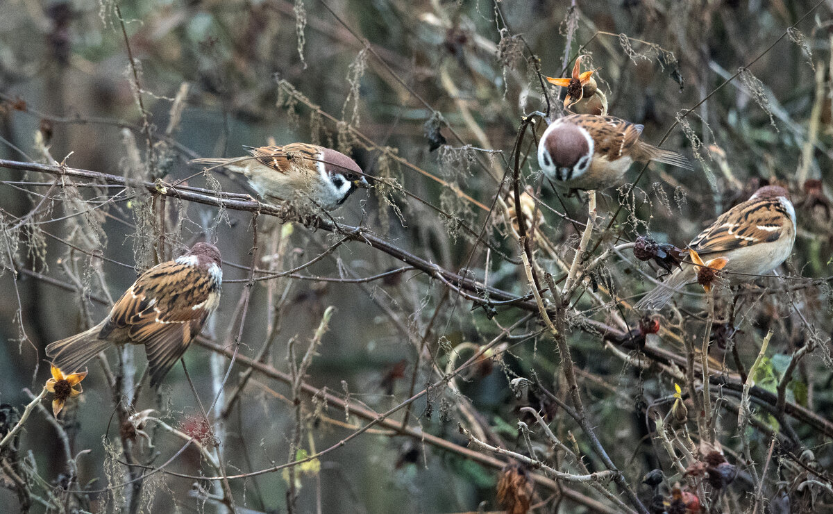 Столовая. - Владимир Безбородов