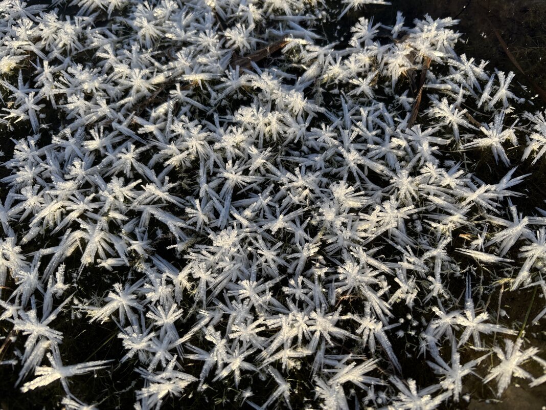 Скопление снежных звезд - Ольга Савельева Скопление снежных звезд - Ольга Савельева