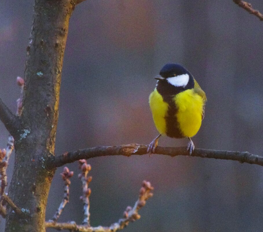 А мне - не холодно, дуб греет :) - Юрий Куликов А мне - не холодно, дуб греет :) - Юрий Куликов
