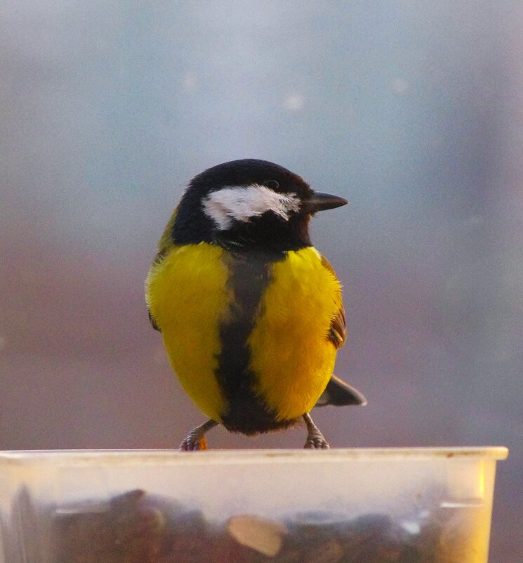 Откуда задор ?.. - Юрий Куликов Откуда задор ?.. - Юрий Куликов