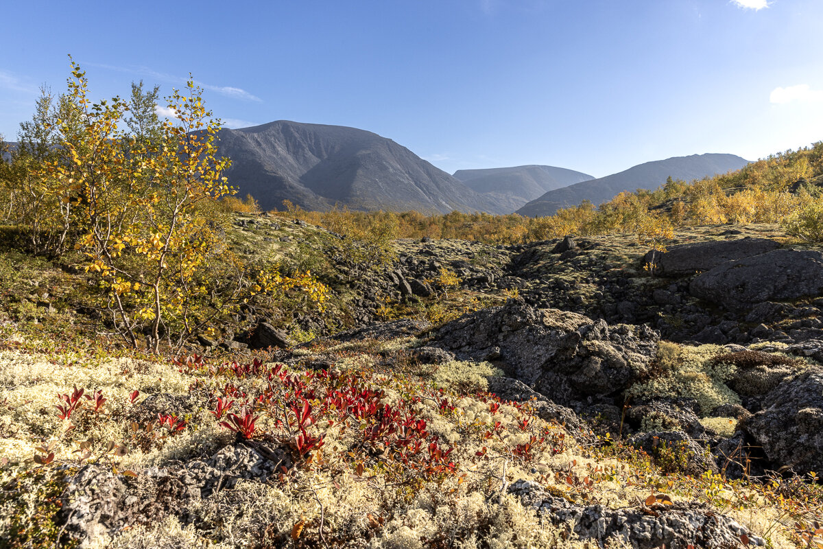 **** - Алексей Соловьев