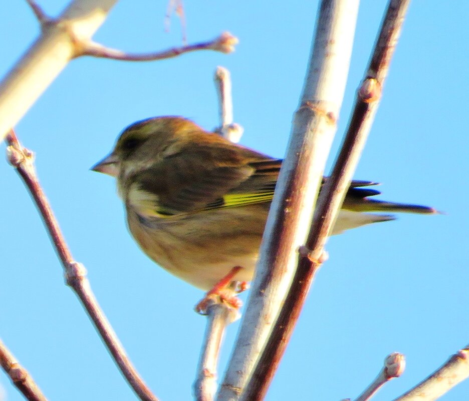 Зеленушка - Андрей Снегерёв