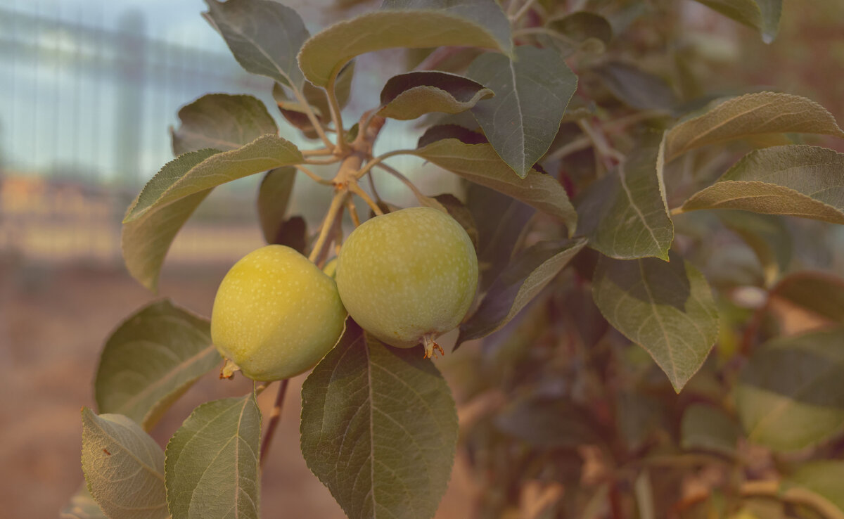 *** - Елена Алексеева