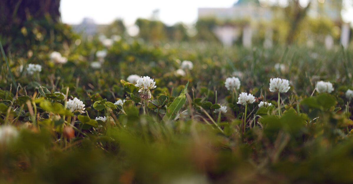 *** - Елена Алексеева