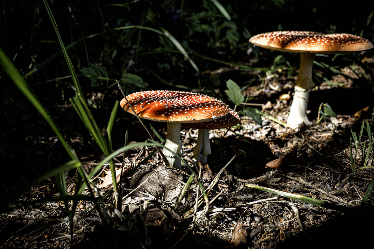 Красавцы ;-) - Алексей Пышненко Красавцы ;-) - Алексей Пышненко