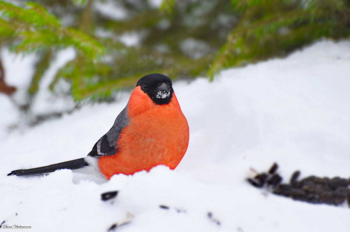 СНЕГИРЬ. - DianaVladimirovna СНЕГИРЬ. - DianaVladimirovna