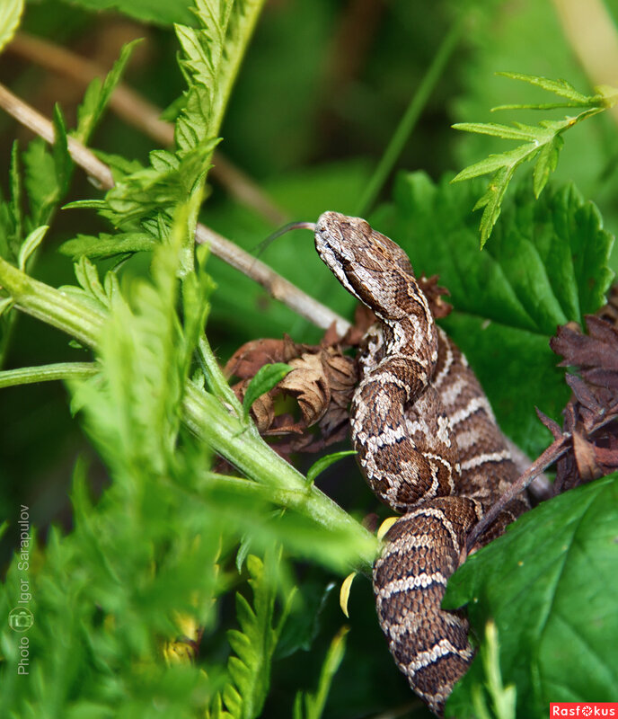 Под ногами Уссурийский щитомордник - Игорь Сарапулов Под ногами Уссурийский щитомордник - Игорь Сарапулов