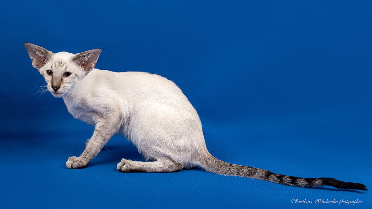 Ориентал - Светлана Ищенко Ориентал - Светлана Ищенко