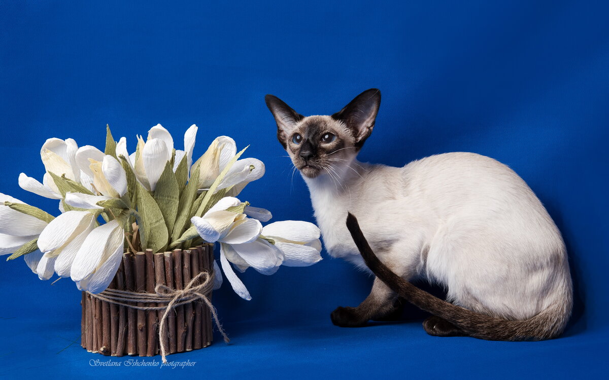 Сиамская кошка - Светлана Ищенко