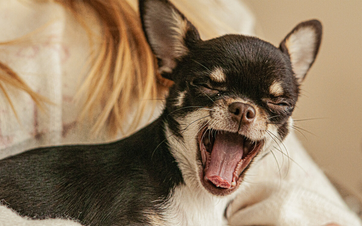 Братья меньшие. - Юрий Яньков