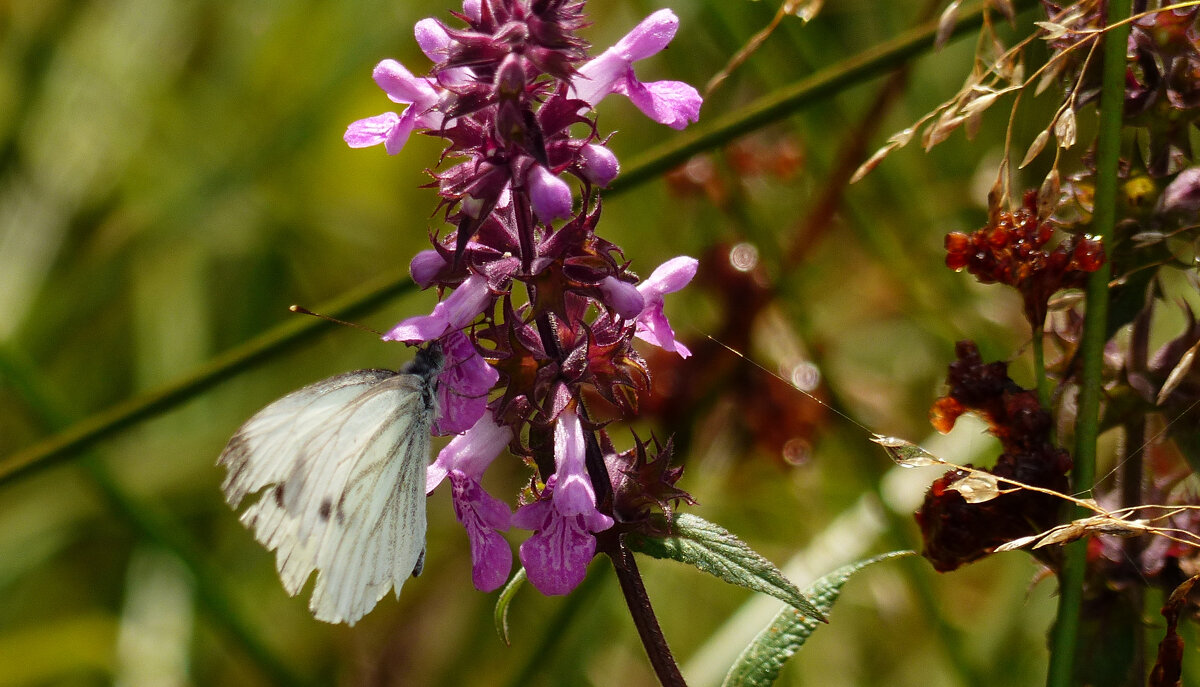 опять про бабочек...176 - Александр Прокудин опять про бабочек...176 - Александр Прокудин
