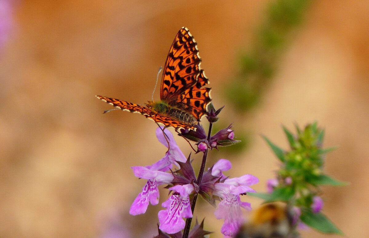 опять про бабочек...179 - Александр Прокудин опять про бабочек...179 - Александр Прокудин