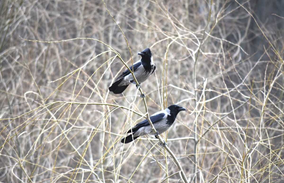 Парочка - Nina Streapan Парочка - Nina Streapan