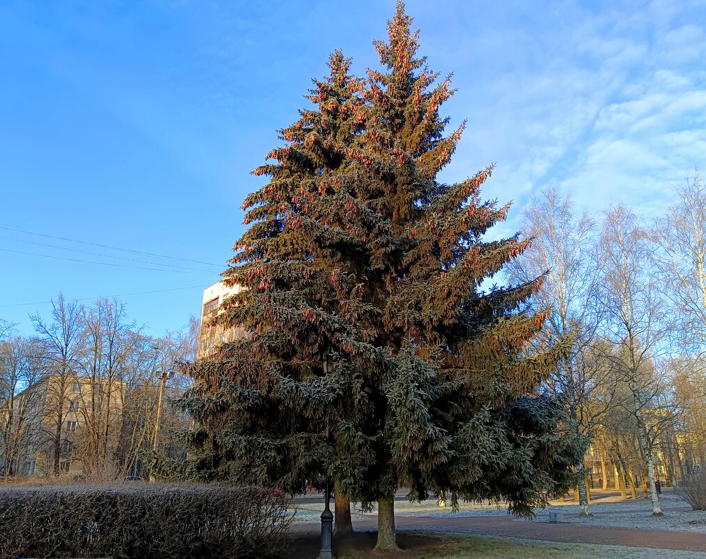 Красавицы ели - Мария Васильева Красавицы ели - Мария Васильева