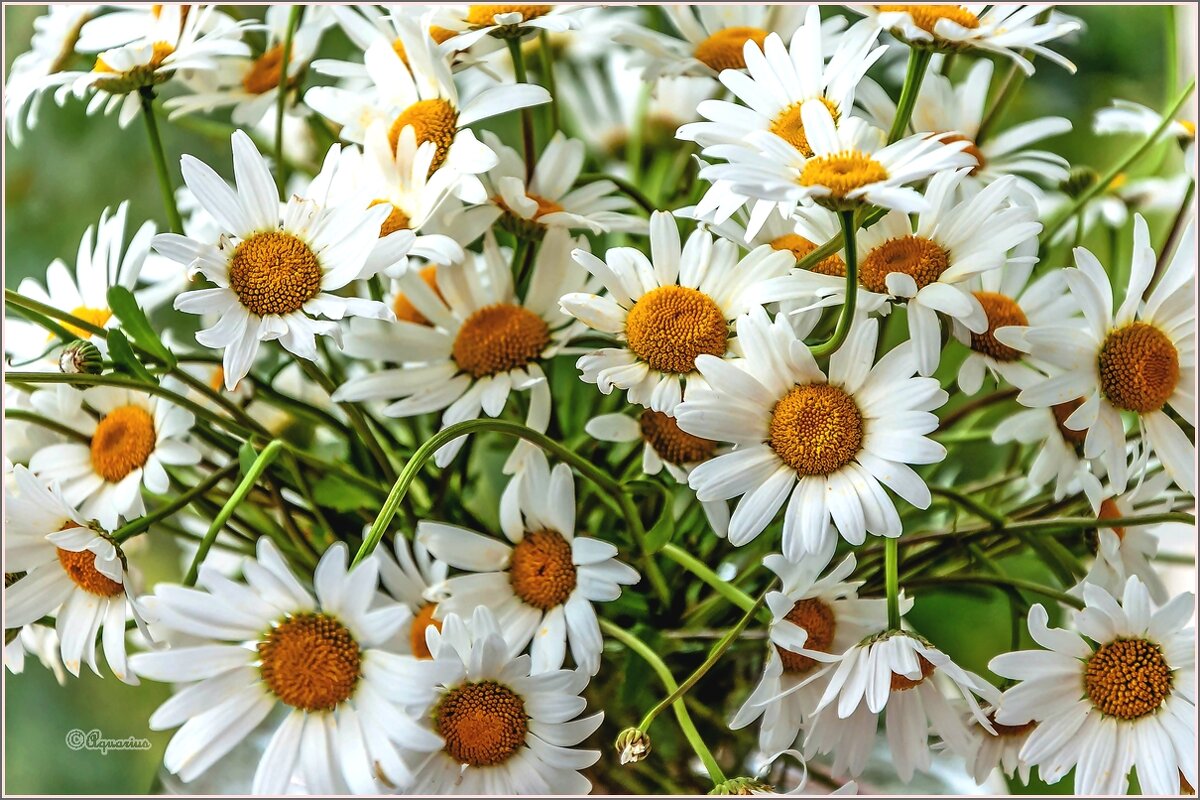 Про ромашки... - Aquarius - Сергей Про ромашки... - Aquarius - Сергей