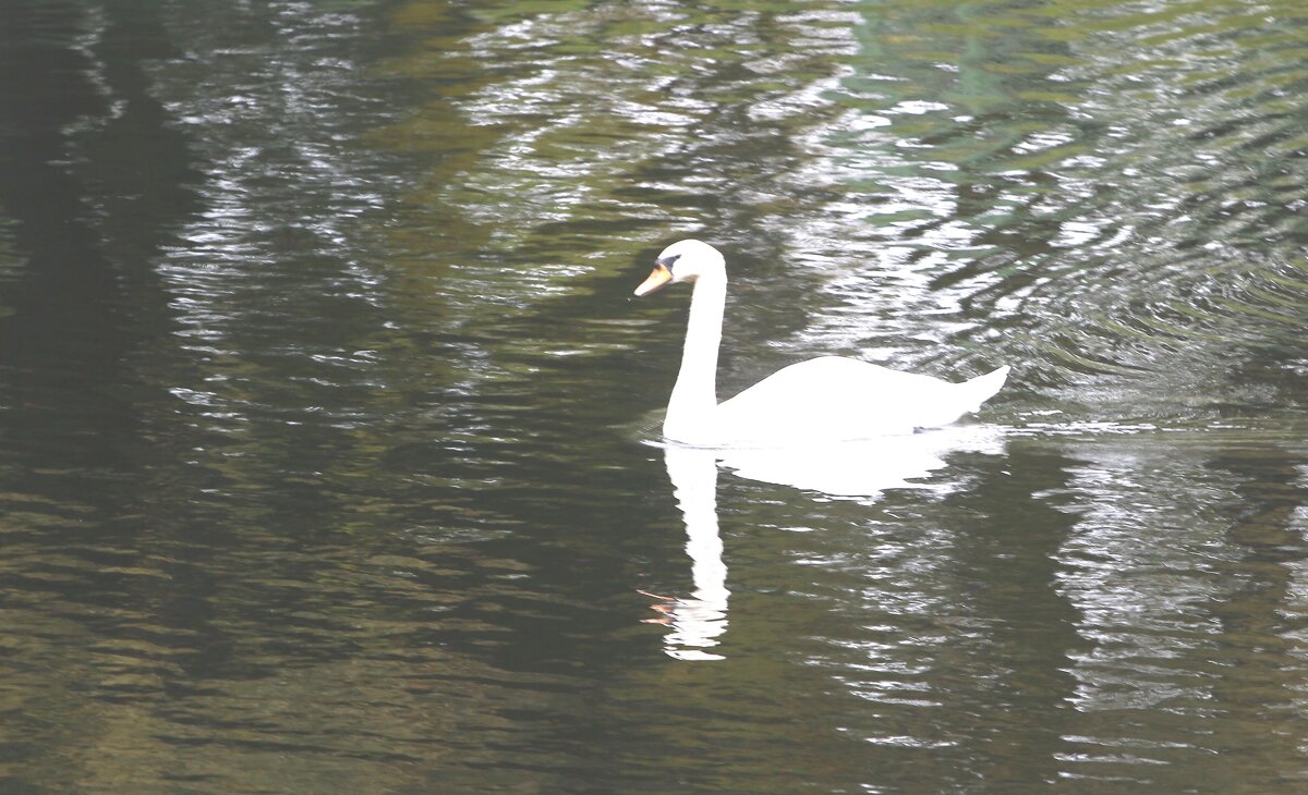 .............. - Сергей Оплачко .............. - Сергей Оплачко
