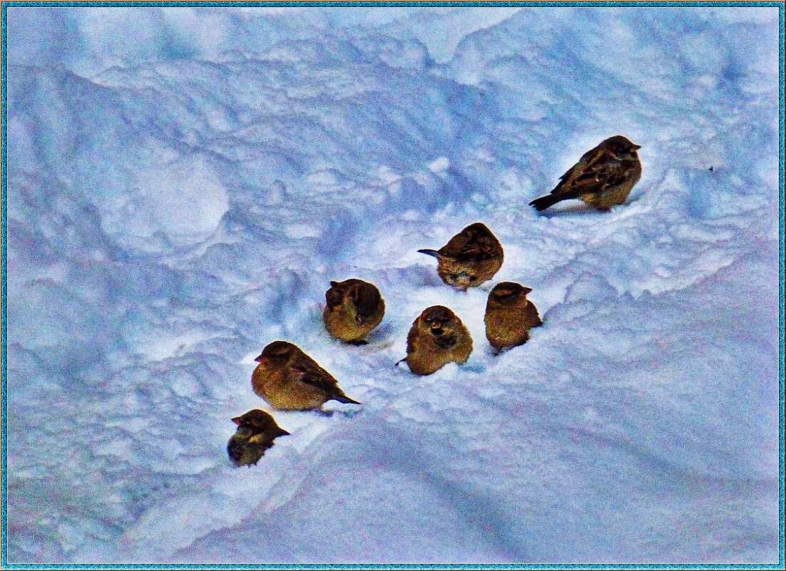 Декабрь..Замерзшие воробышки на снегу! - Владимир 