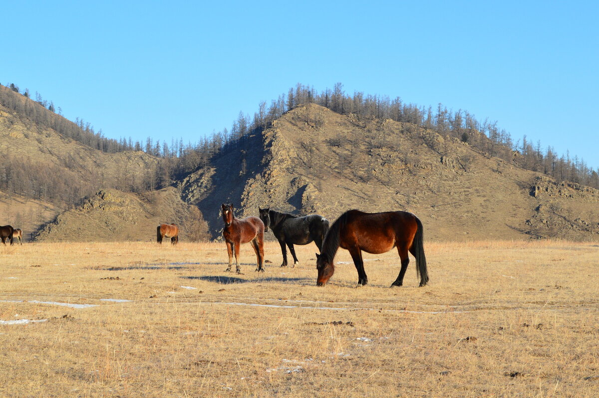 Лошадки Горного Алтая - Татьяна Лютаева Лошадки Горного Алтая - Татьяна Лютаева