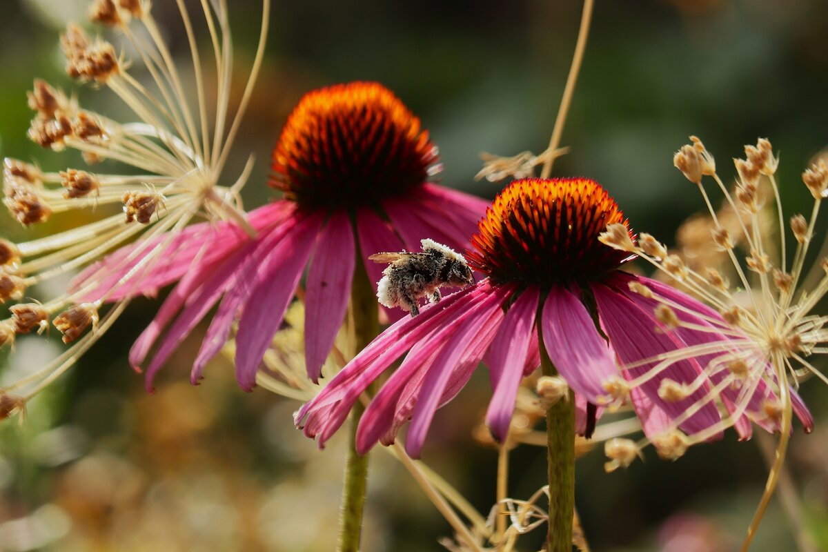 Цветы ушедшего лета - Юрий. Шмаков