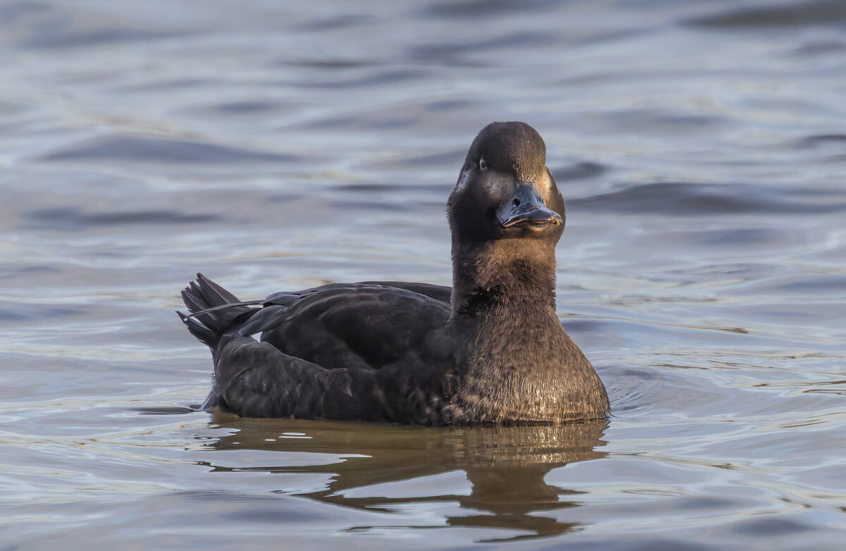 турпан. - юрий макаров турпан. - юрий макаров