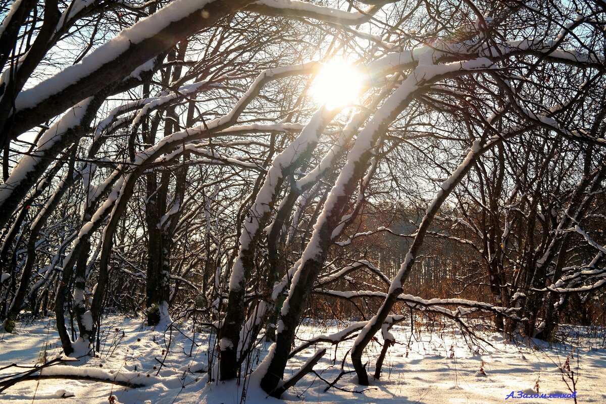 Редкое солнышко декабрьских рассветов.. - Андрей Заломленков