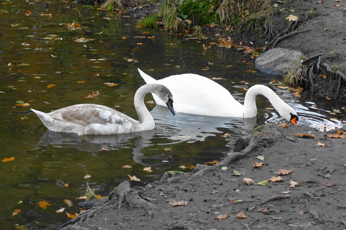Лебеди в городском парке - Рита Симонова