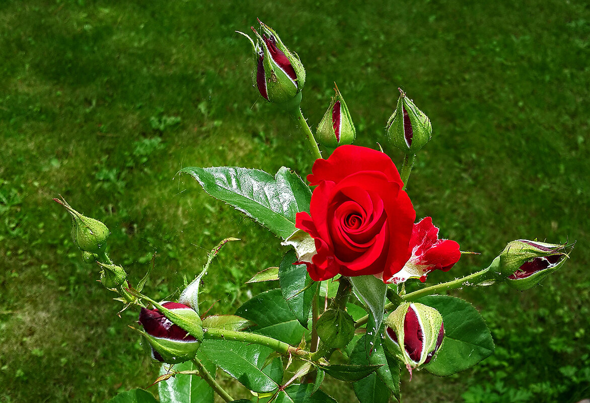 Многодетная мамаша - Светлана 