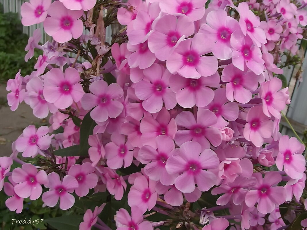 Флоксы - Freddy 97 Флоксы - Freddy 97