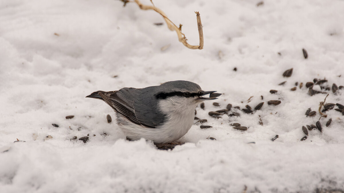 Остроносый. - Вадим Басов Остроносый. - Вадим Басов