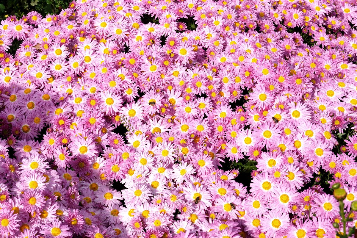 Из Никитского сада - Татьяна Тюменка Из Никитского сада - Татьяна Тюменка