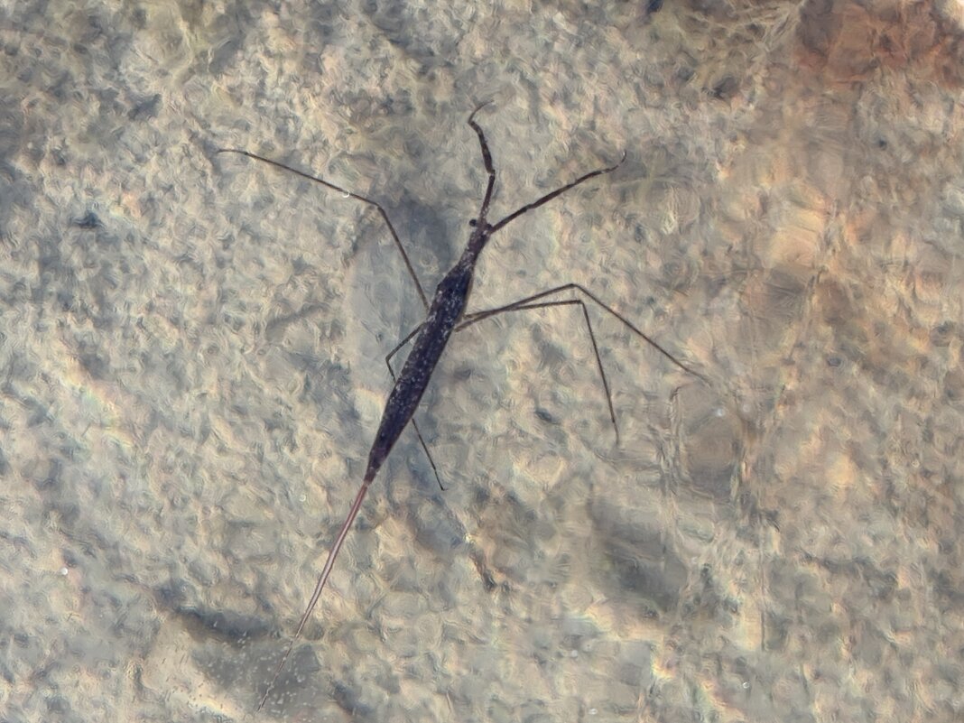 Жизнь подо льдом - Ольга Савельева 