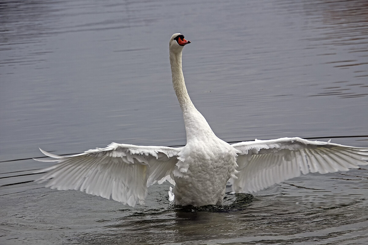 *** - Андроник Александр *** - Андроник Александр