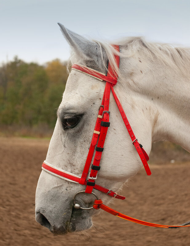 Символ года_Доброты - Римма Волченко