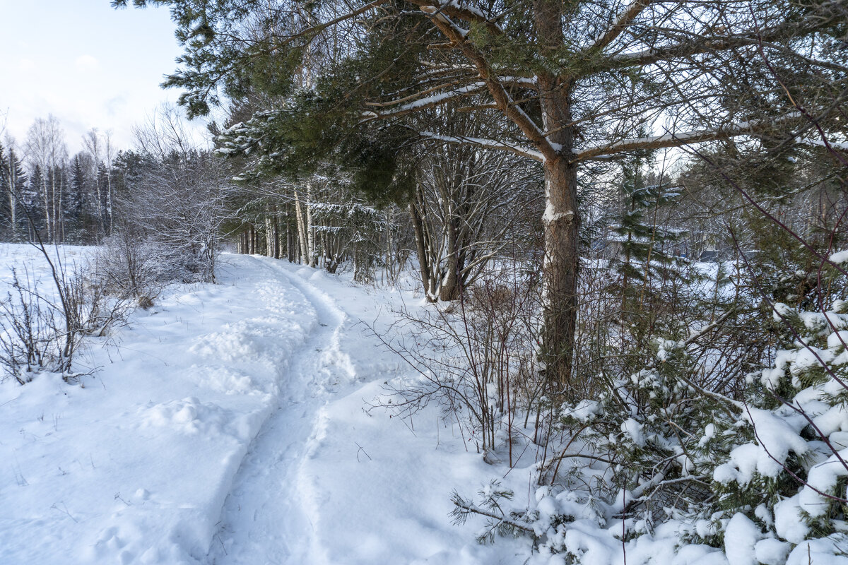 Зима пришла! - Сергей Ц Зима пришла! - Сергей Ц