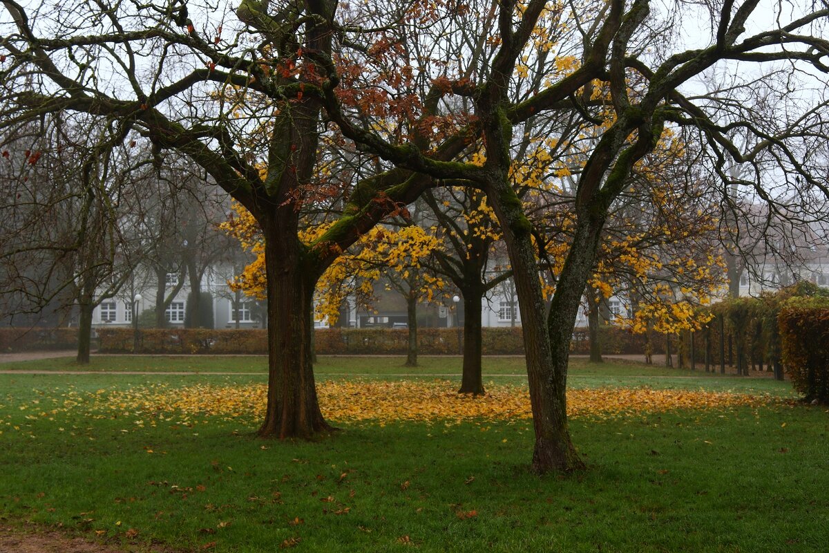Опадают последние листья - Юрий. Шмаков Опадают последние листья - Юрий. Шмаков