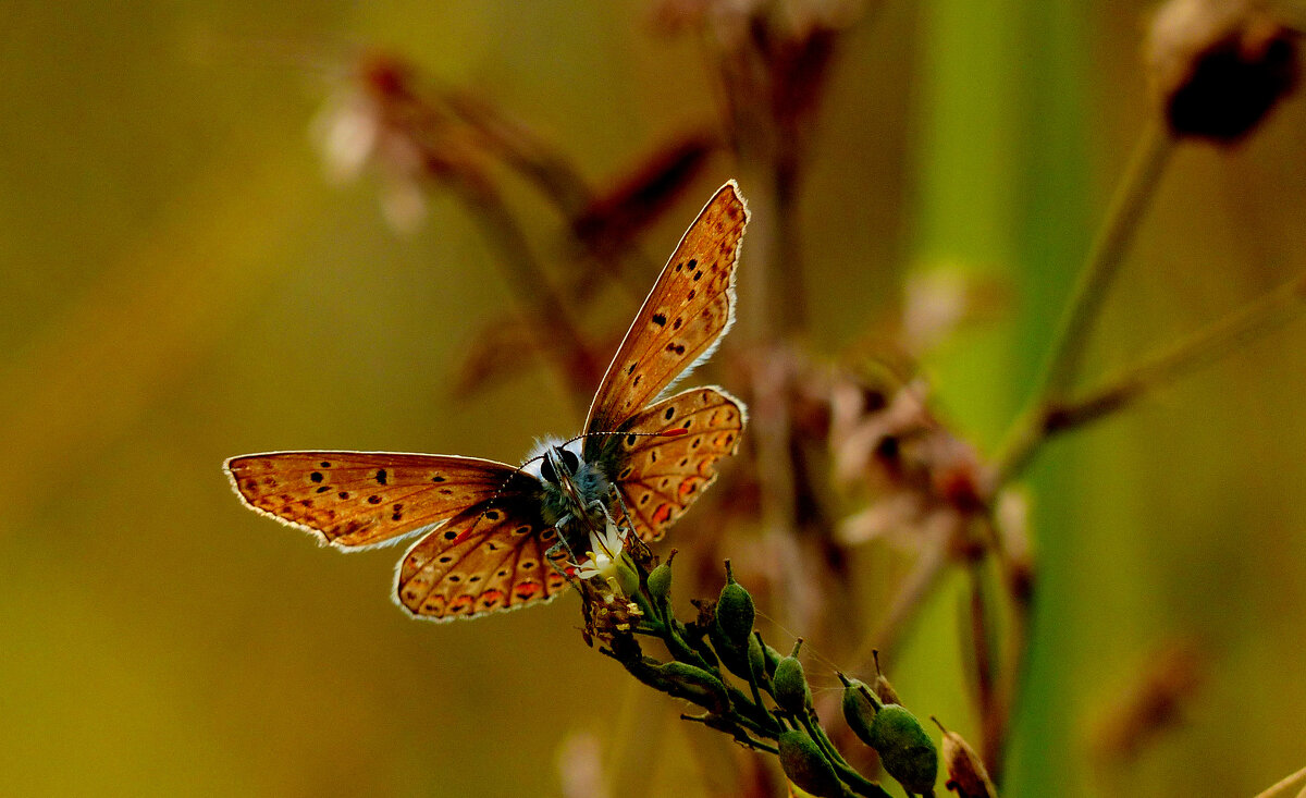 опять про бабочек...185 - Александр Прокудин опять про бабочек...185 - Александр Прокудин