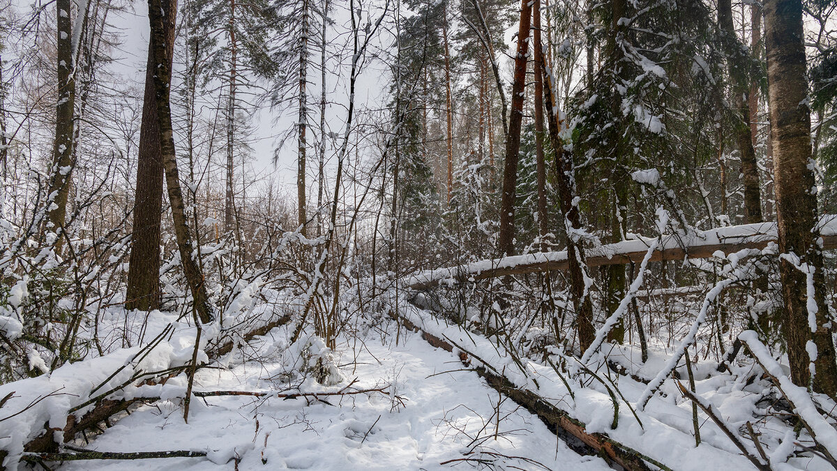 Зимний лес - Владимир Лазарев Зимний лес - Владимир Лазарев